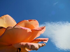 バラと空