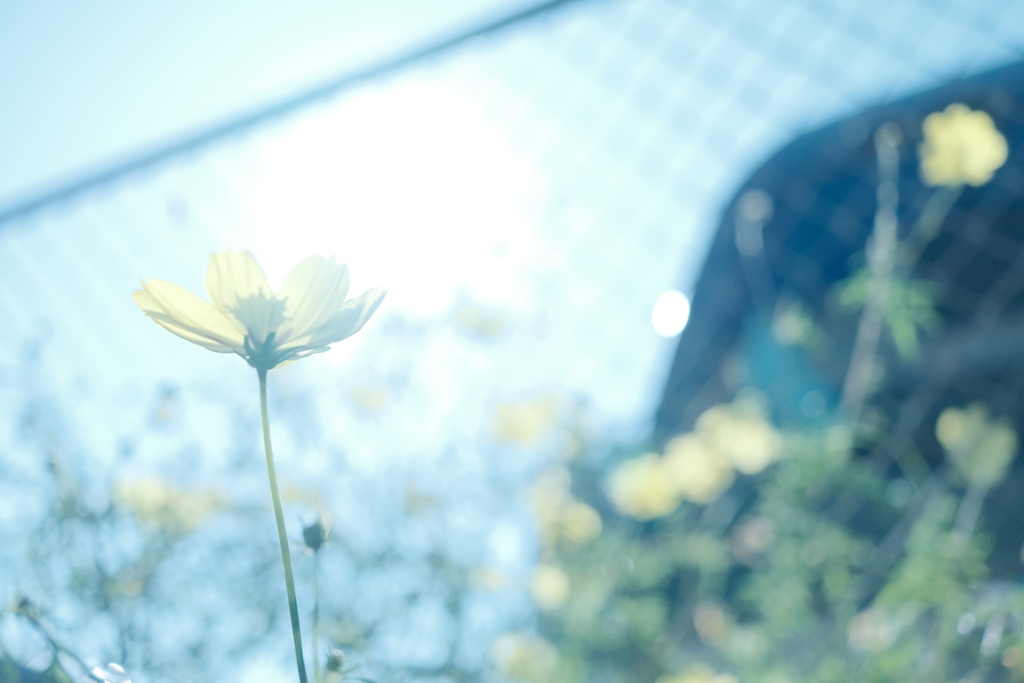 路地裏、秋桜