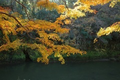 紅葉②