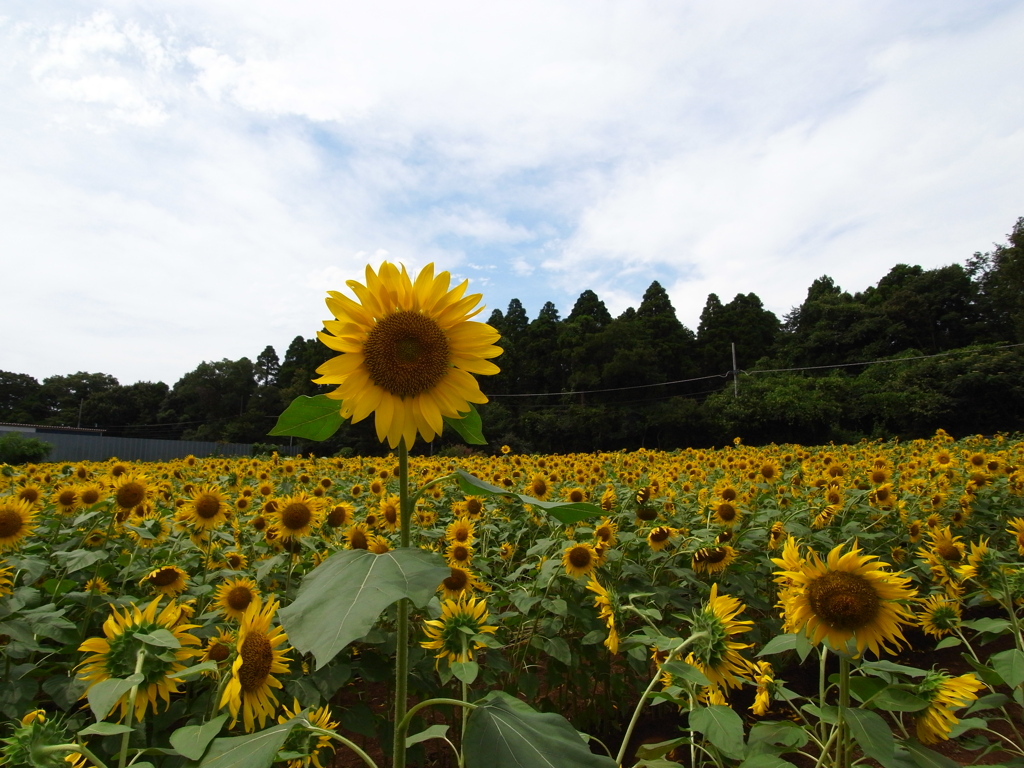 向日葵畑の最年長