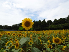 向日葵畑の最年長