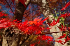 紅葉③