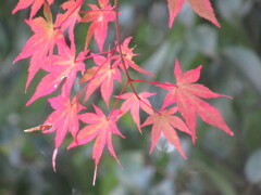 早めの紅葉