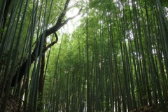 竹林