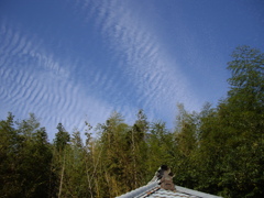 秋の空