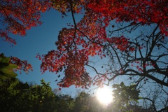 紅葉④