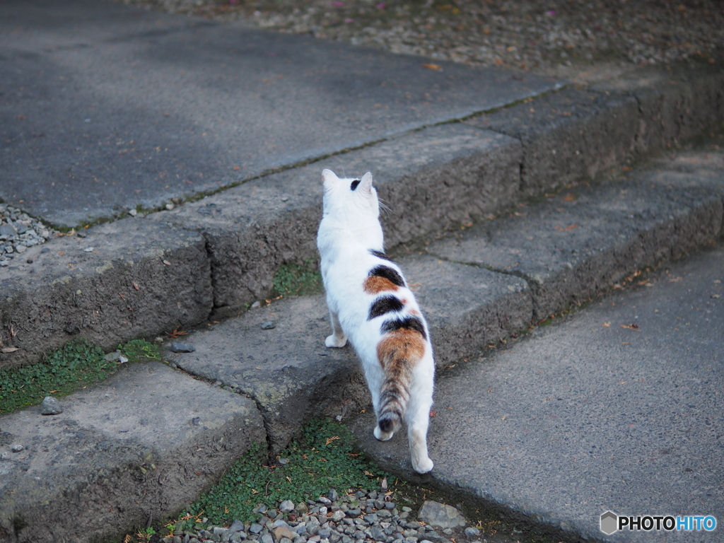 あっちからゴハンのにおいがする