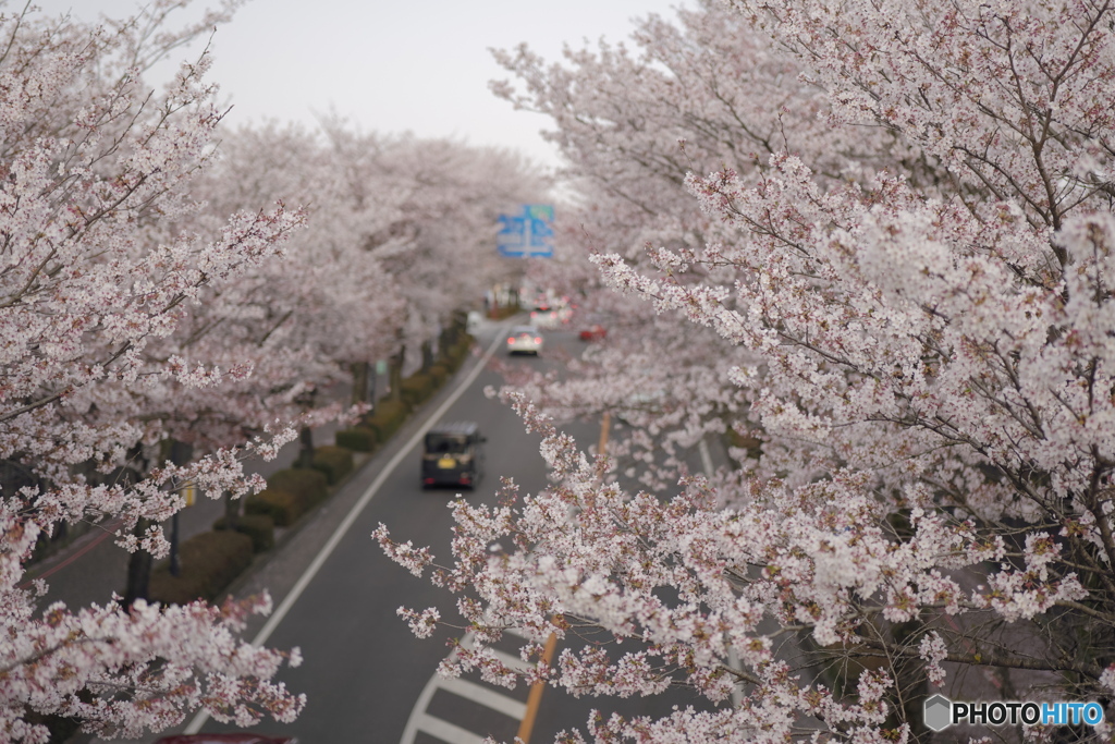 桜の街道