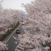 桜の街道