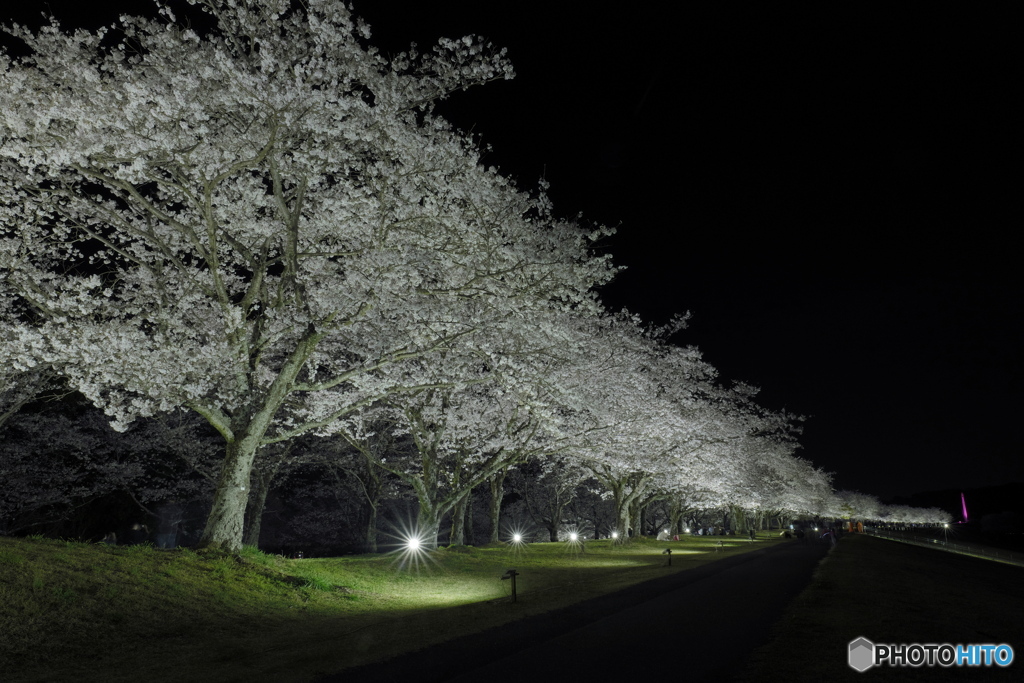 夜の桜道