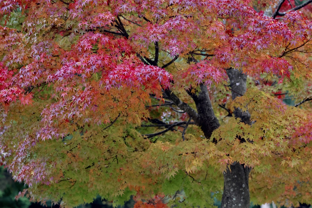 田沢湖の紅葉