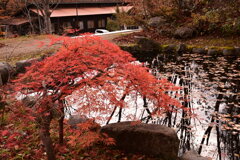 紅葉の木と池