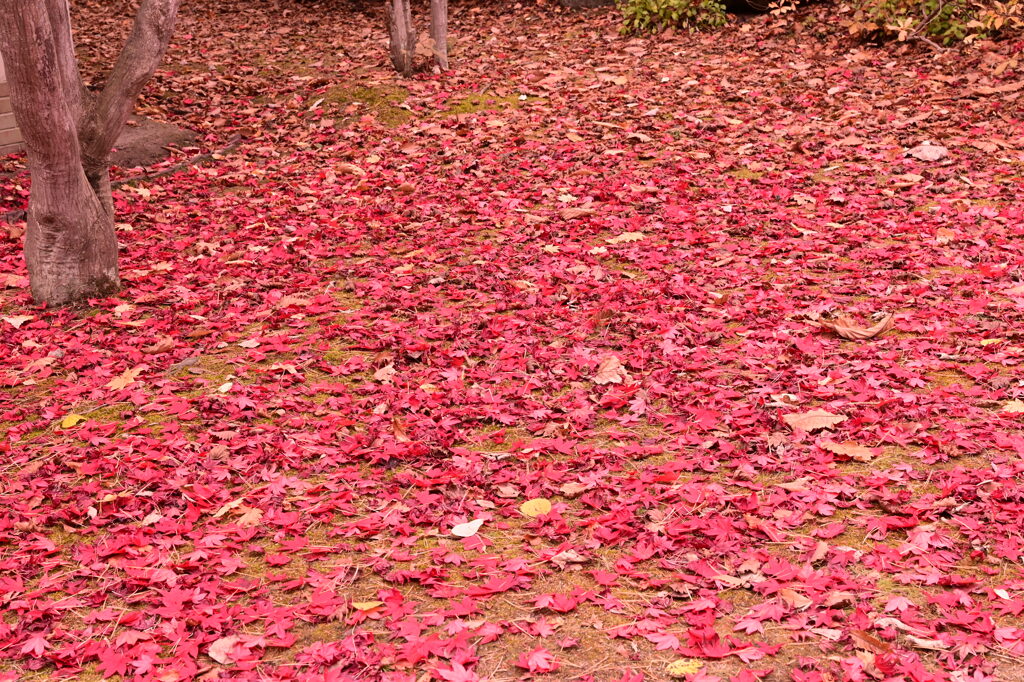 紅葉の絨毯