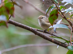もう出ておいで