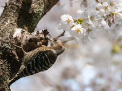 桜に見守れ