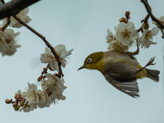 花から花へと