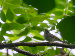 声量は成鳥並み