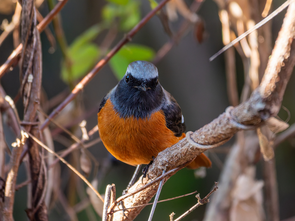 わしもおるで・・・
