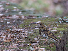 ゴージャスな鳥さん