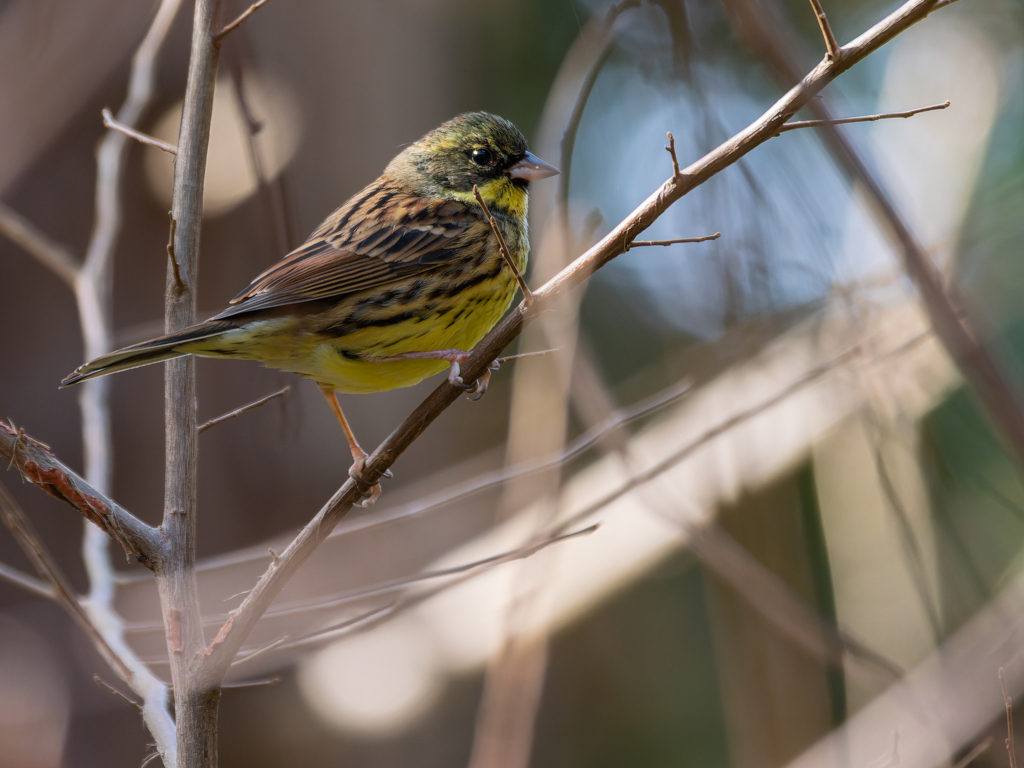 オスもフレンドリー