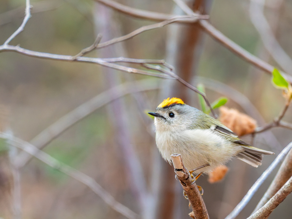 目線の高さは珍しい
