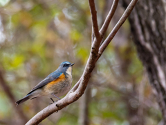 幸せのバトンリレー待ち