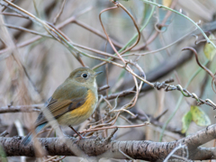この子はオス若・・・だと思う