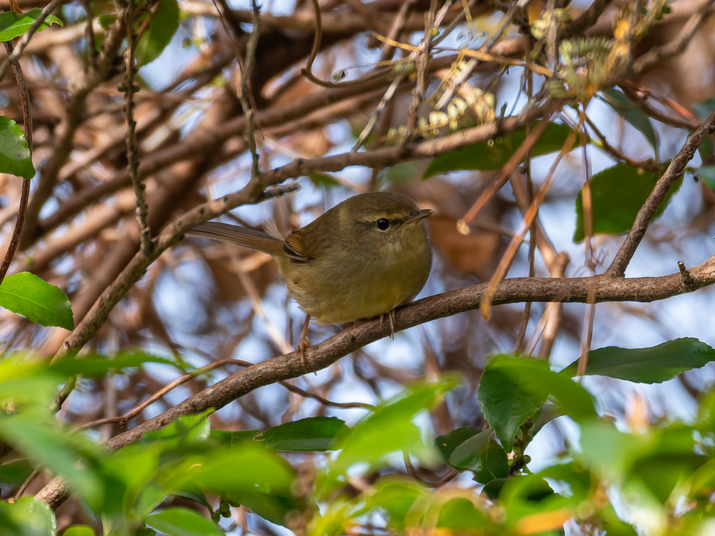 春じゃないよね？