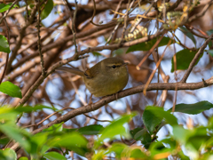 春じゃないよね？