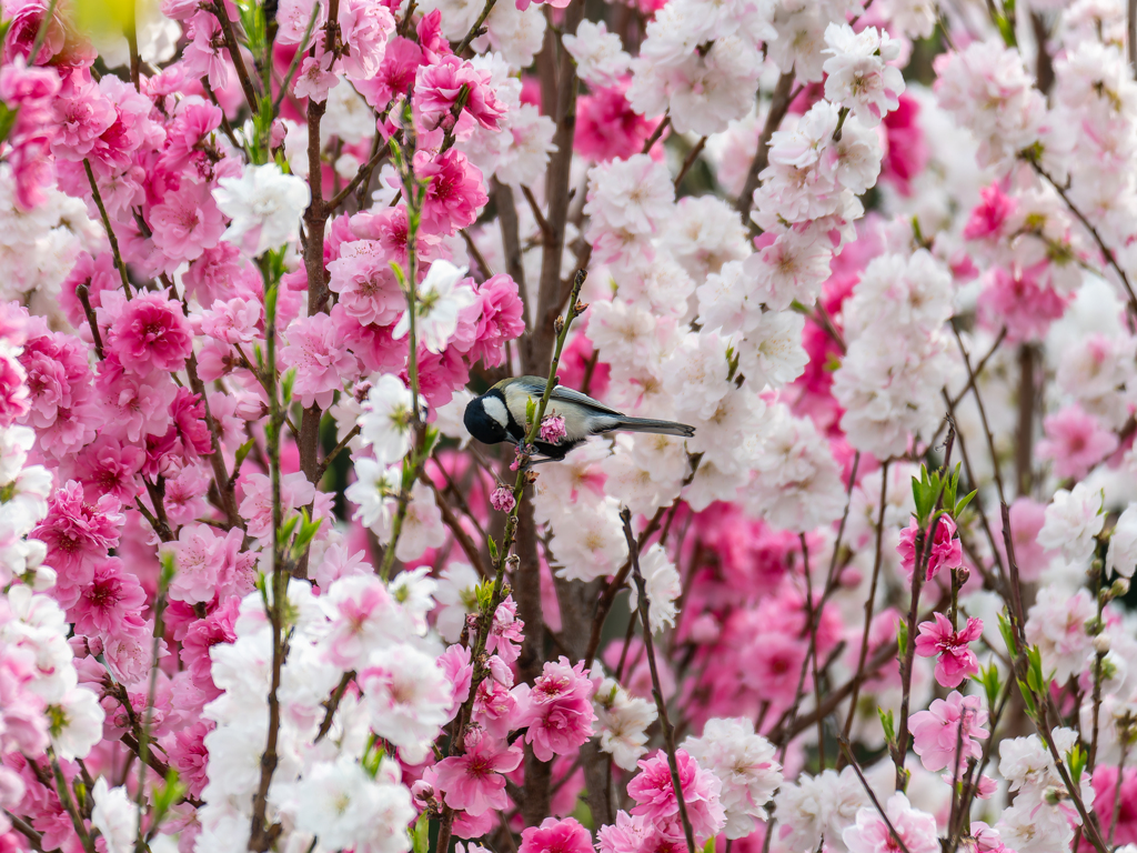 花より団子