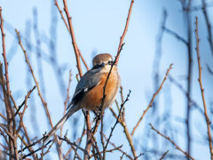 猛禽らしからぬ眼差し