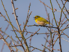 梅はまだかぁ～