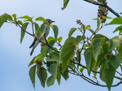 今シーズンは珍鳥の部類？