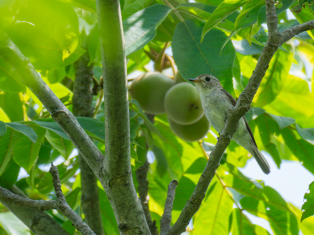 どちらが重い？