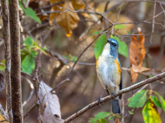 首を長くして待っています