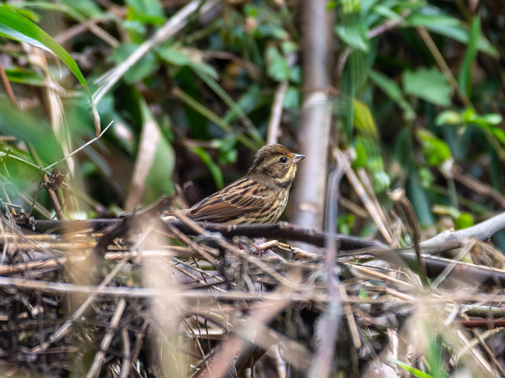 今は未だ手強い