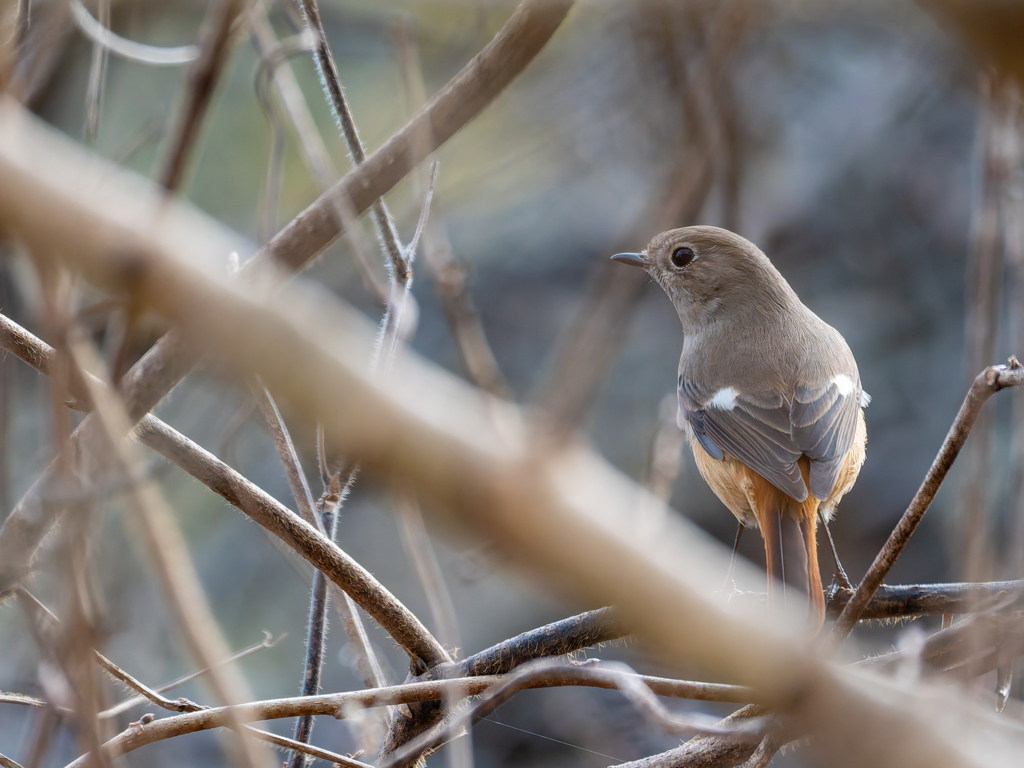 個体差が激しい