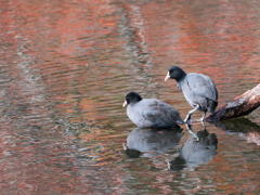 押すなよ、押すなよ