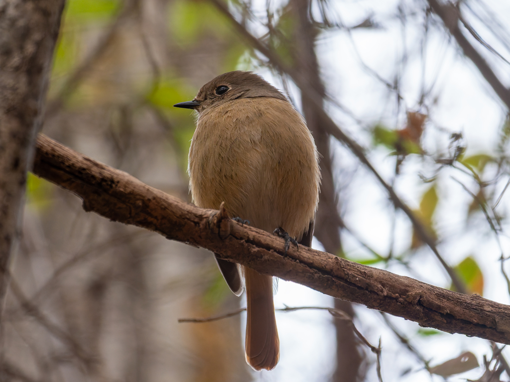 柔らかそう・・・