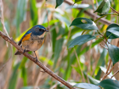 この子もイケメン