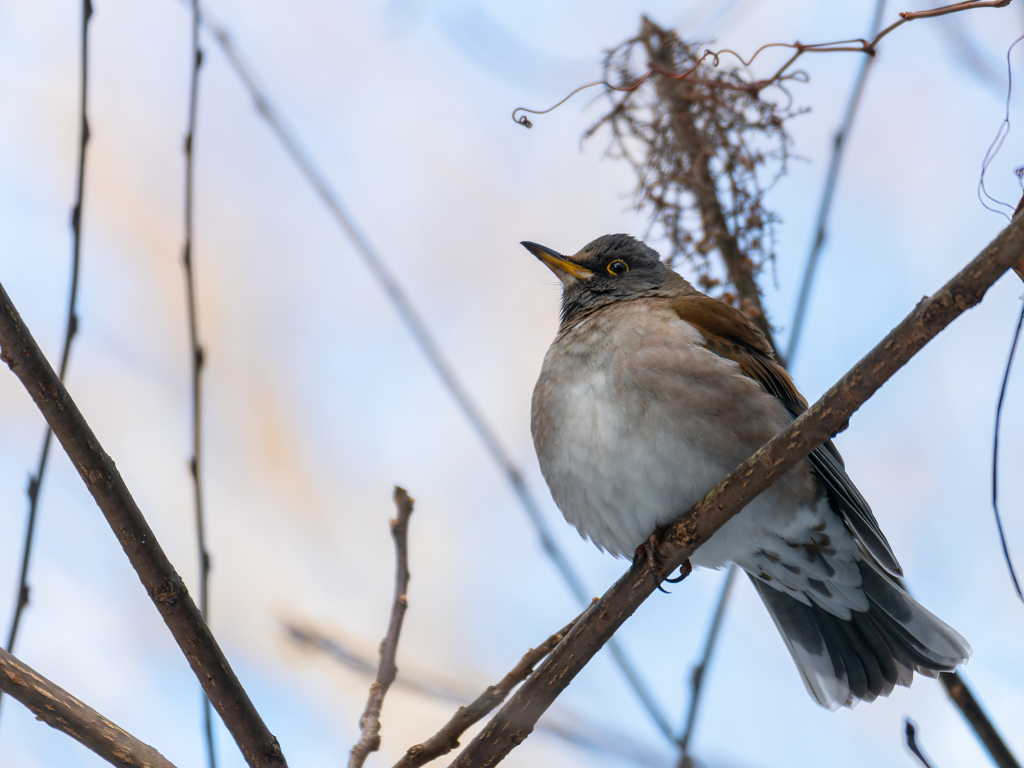 シロハラたる由縁