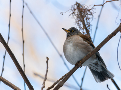 シロハラたる由縁