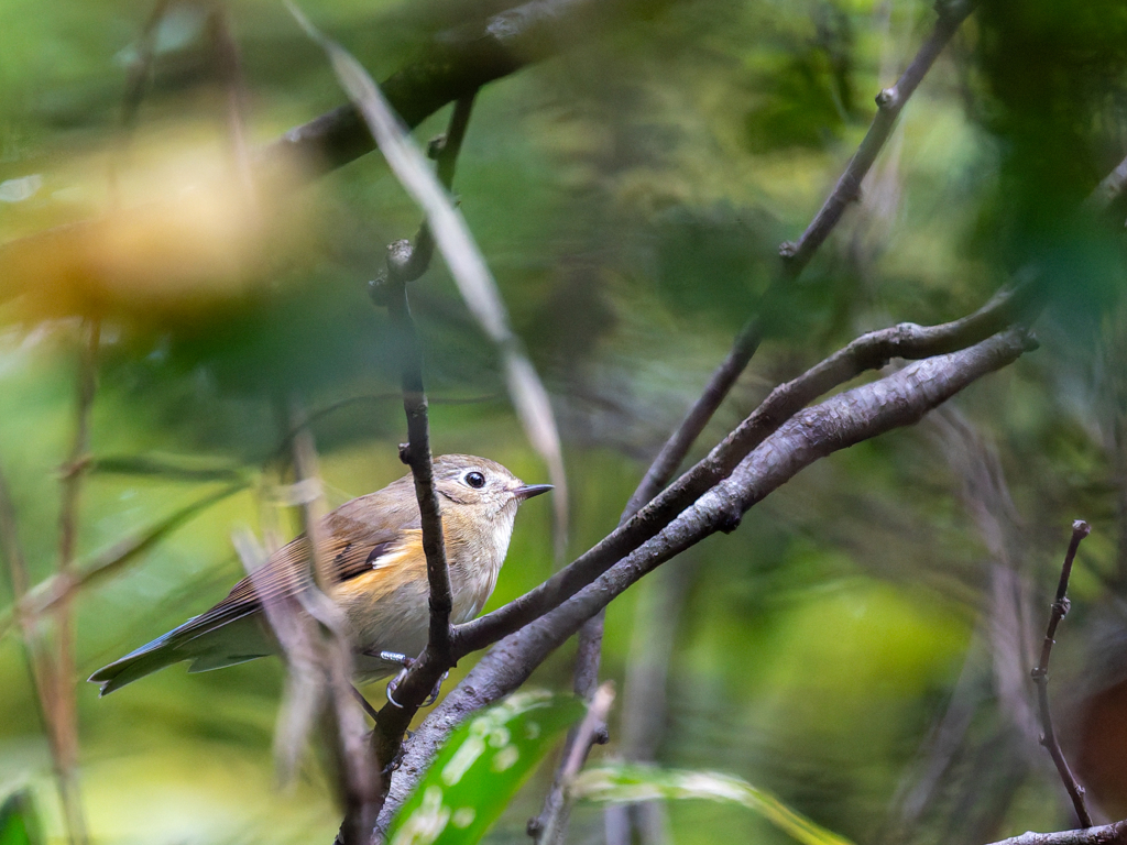 ベッピンさん来里