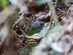 声はすれども・・・