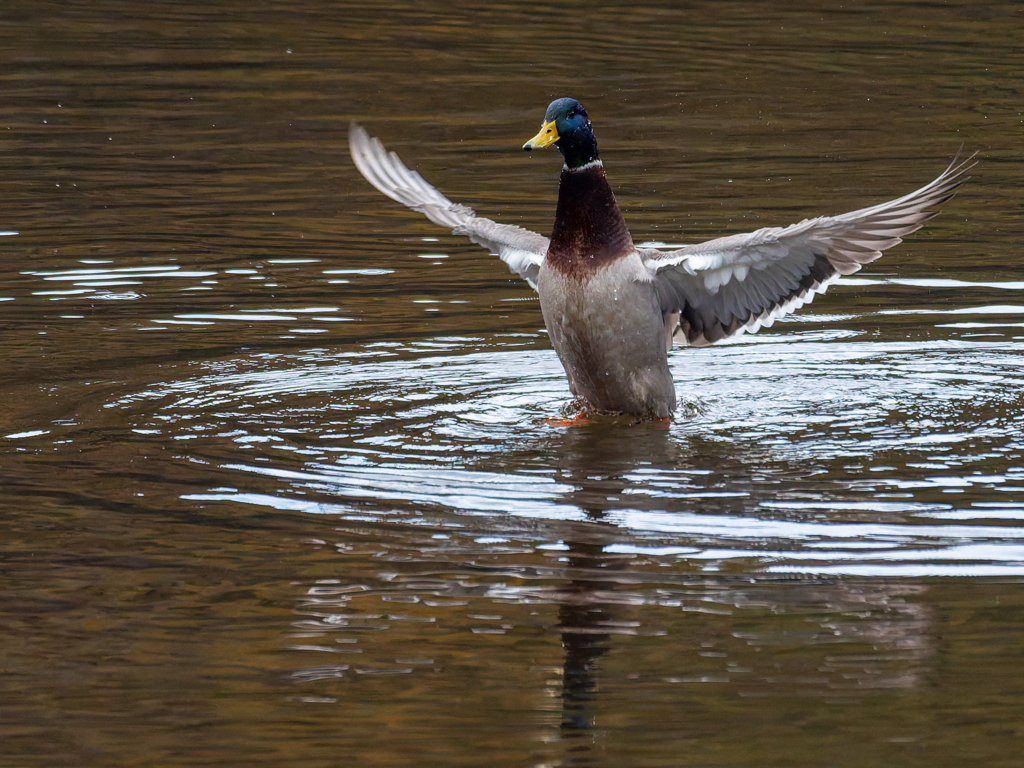 コルコバードのキリスト像