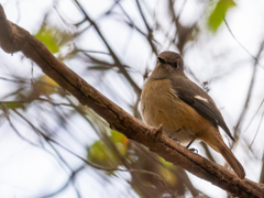 気の強そうな表情がたまらない