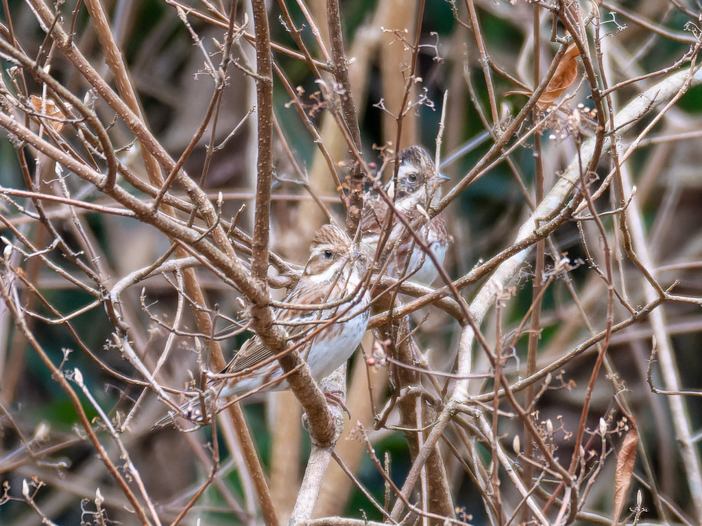 嬉しい間違い①