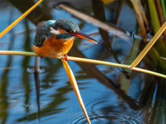 昨年の締め鳥さん