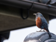 街角のカウンターテナー