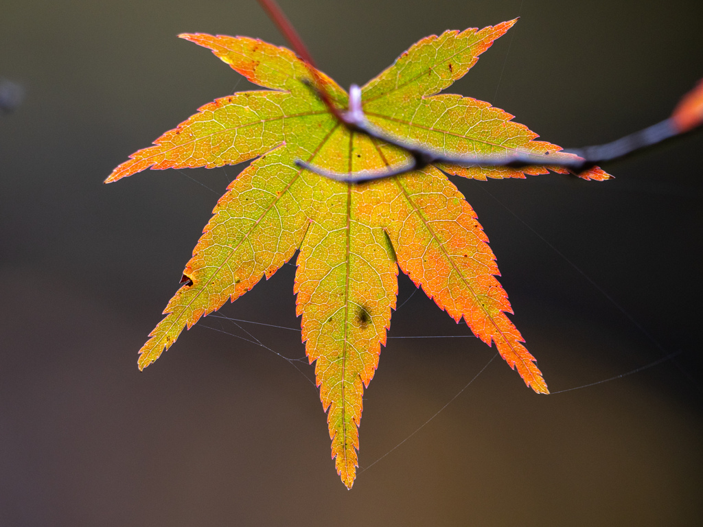 紅葉最前線